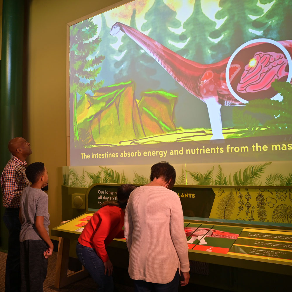 Projection of a giant sauropod showing an eaten plant traveling through the dinosaur's digestive system. Four people are looking at the interactive display.